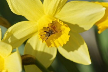 A bee inside a yellow daffodil