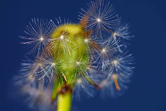A dandelion seed head against a deep blue background