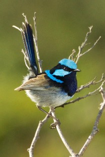 A superb fairy-wren perched on a bare branch