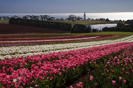 Rows of tulips in flower with a lighthouse and the sea behind